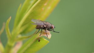 Hari Insect Mudah! Ini Cara Mengusir Lalat di Siang Hari yang Ampuh! - Lamudi
